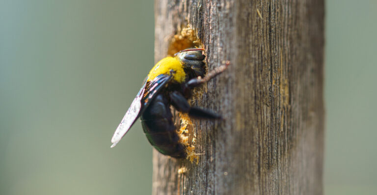 carpenter bee drilling in a wood