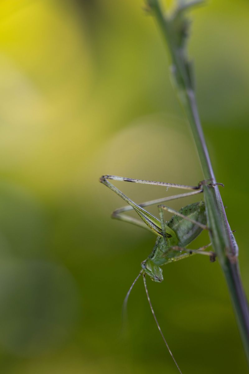 What Unusually Loud Crickets Could Mean For Your Lawn And Garden