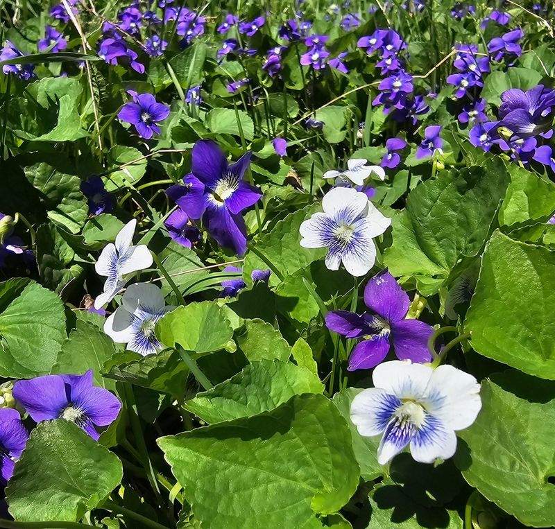 What Wild Violet Actually Does For Your Lawn Over Time