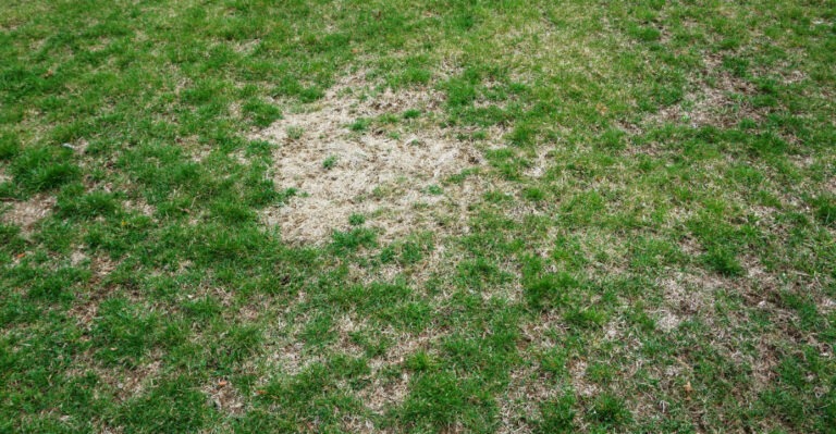 What Wisconsin Homeowners Need To Know About Summer Lawn Dormancy