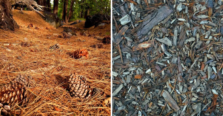 What Works Better For Weed Control In Virginia, Pine Straw Or Mulch