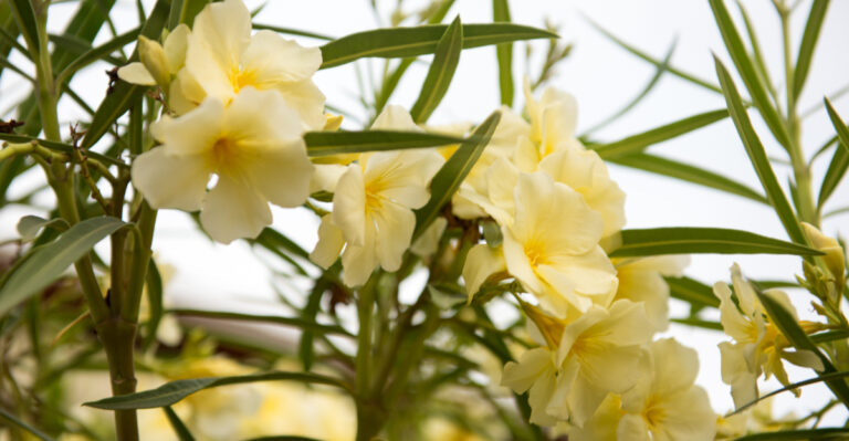 Image Credit: © Anna Hoychuk / Shutterstock