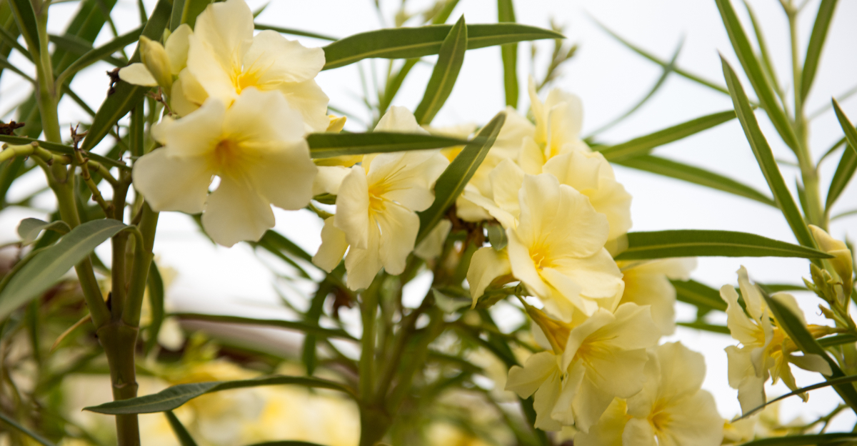 Image Credit: © Anna Hoychuk / Shutterstock