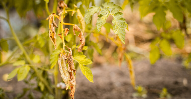 What Yellow Maryland Tomato Leaves Are Telling You, And What To Do About It
