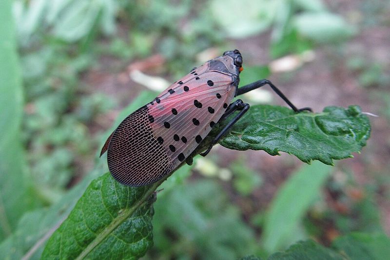 What You Can Do About Spotted Lanternflies In Your Yard
