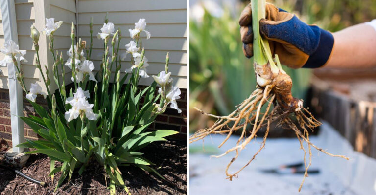 What You Must Do To Ohio Irises Before July For Stronger Blooms Next Spring