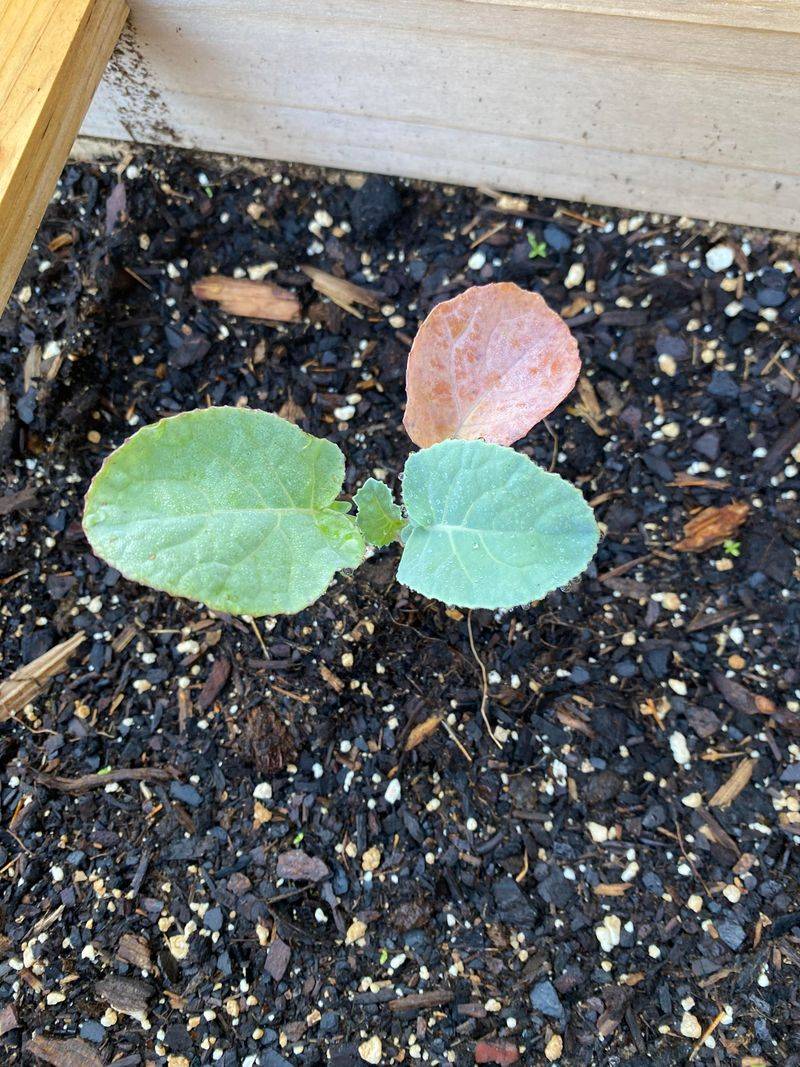 What You Need Before Your First Seeds Go In What You Need Before Your First Seeds Go In