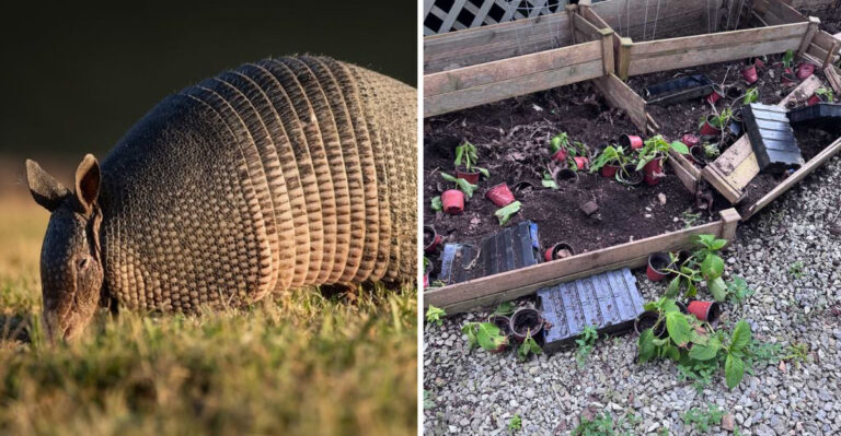 What Your Florida Yard Has That Keeps Armadillos Coming Back