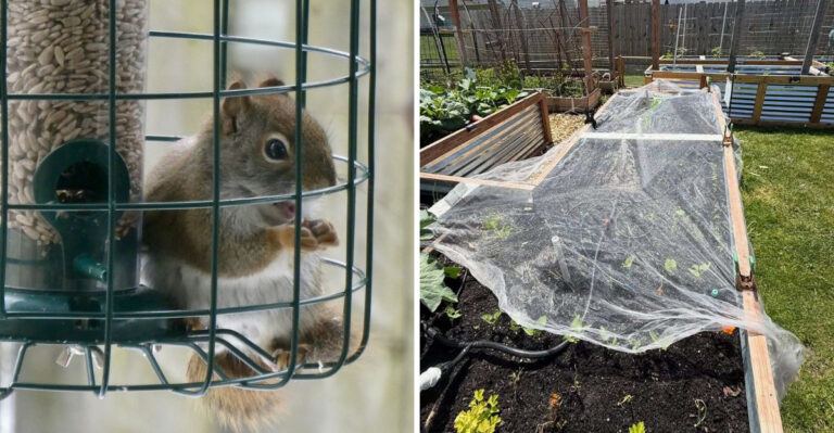 What Your Morning Squirrel Visitors Mean For Your North Carolina Garden