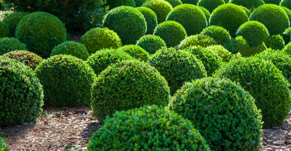 boxwood