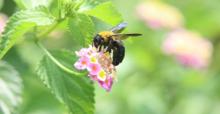 What Your Wisconsin Porch Has That Carpenter Bees Can’t Resist