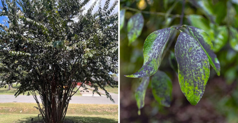 What’s Behind The Black Coating On South Carolina Crape Myrtles In June