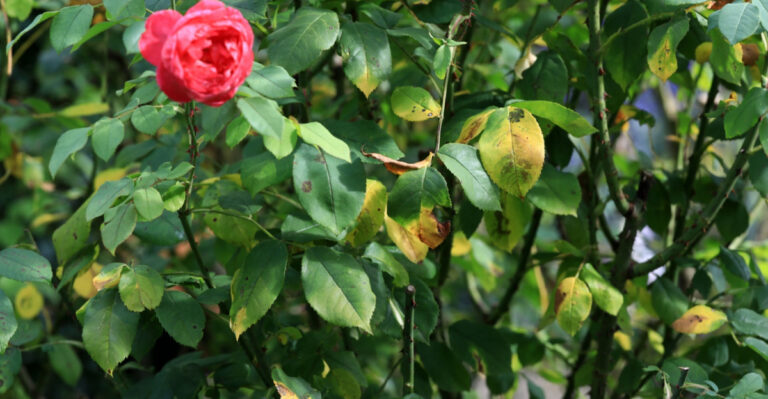 What’s Behind Yellow Rose Leaves In Indiana Each June (And How To Fix It)