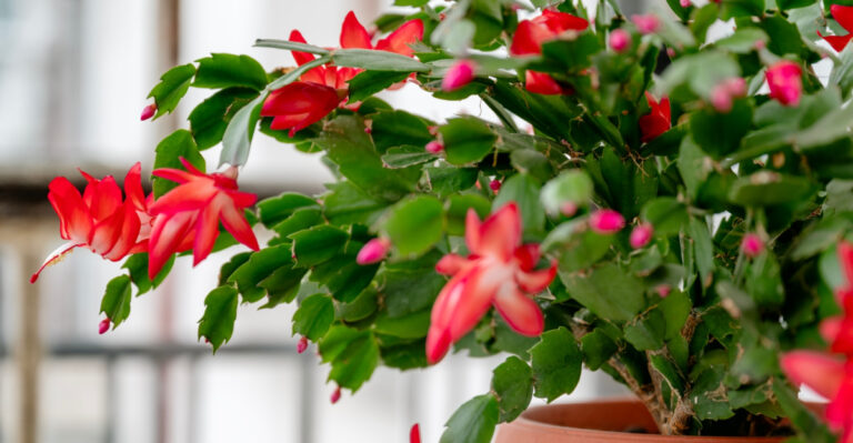 What’s Making Your Christmas Cactus Limp This Summer And What To Do About It