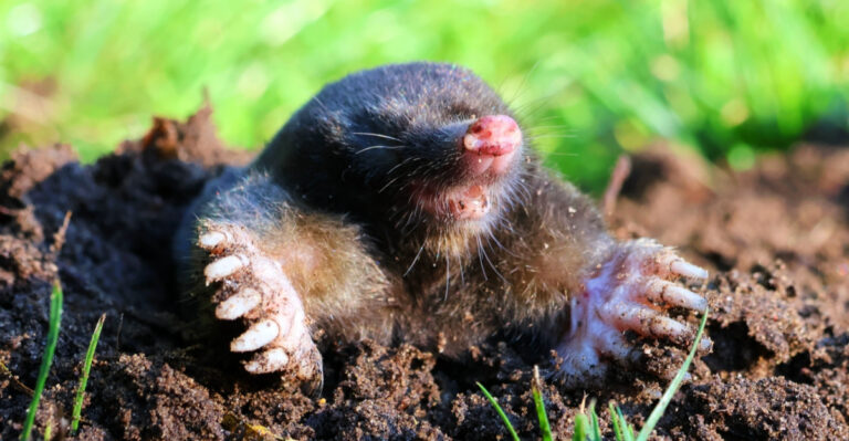 What’s Really Driving Moles Into Illinois Yards In Spring And How To Fight Back