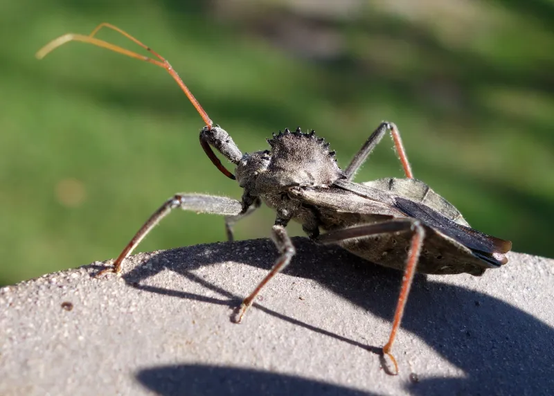 Wheel Bug (Arilus Cristatus)