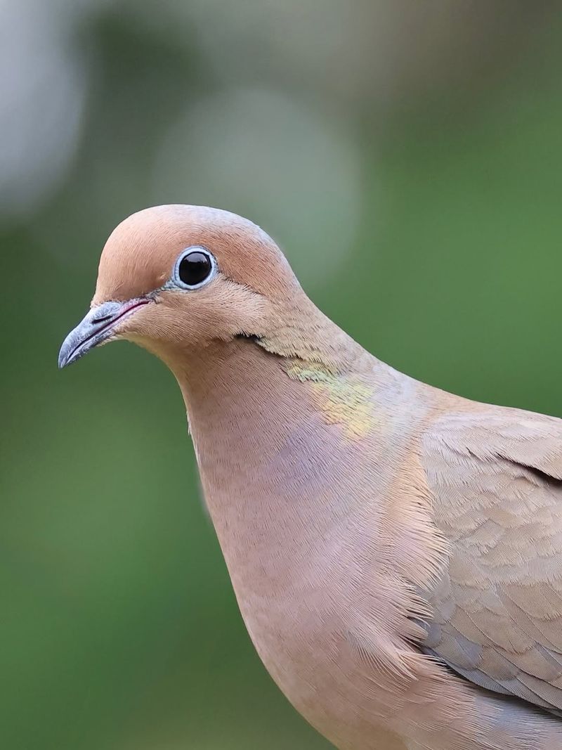 When A Mourning Dove Keeps Returning
