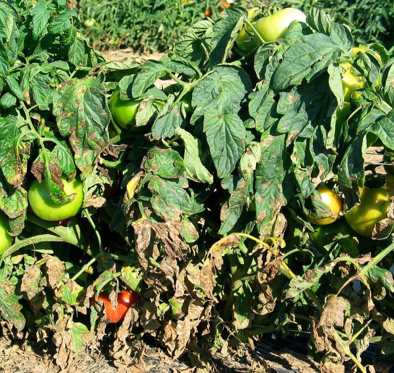 When A Tomato Plant Is Too Far Gone