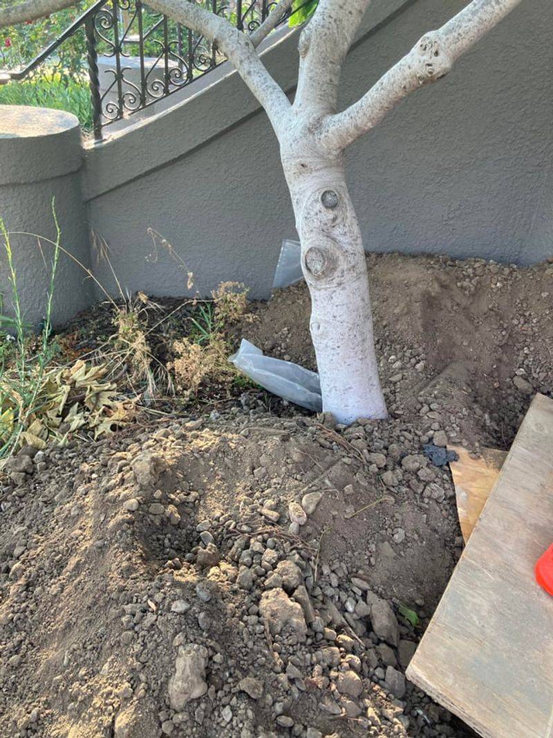 When An Arborist Or Attorney Should Step In