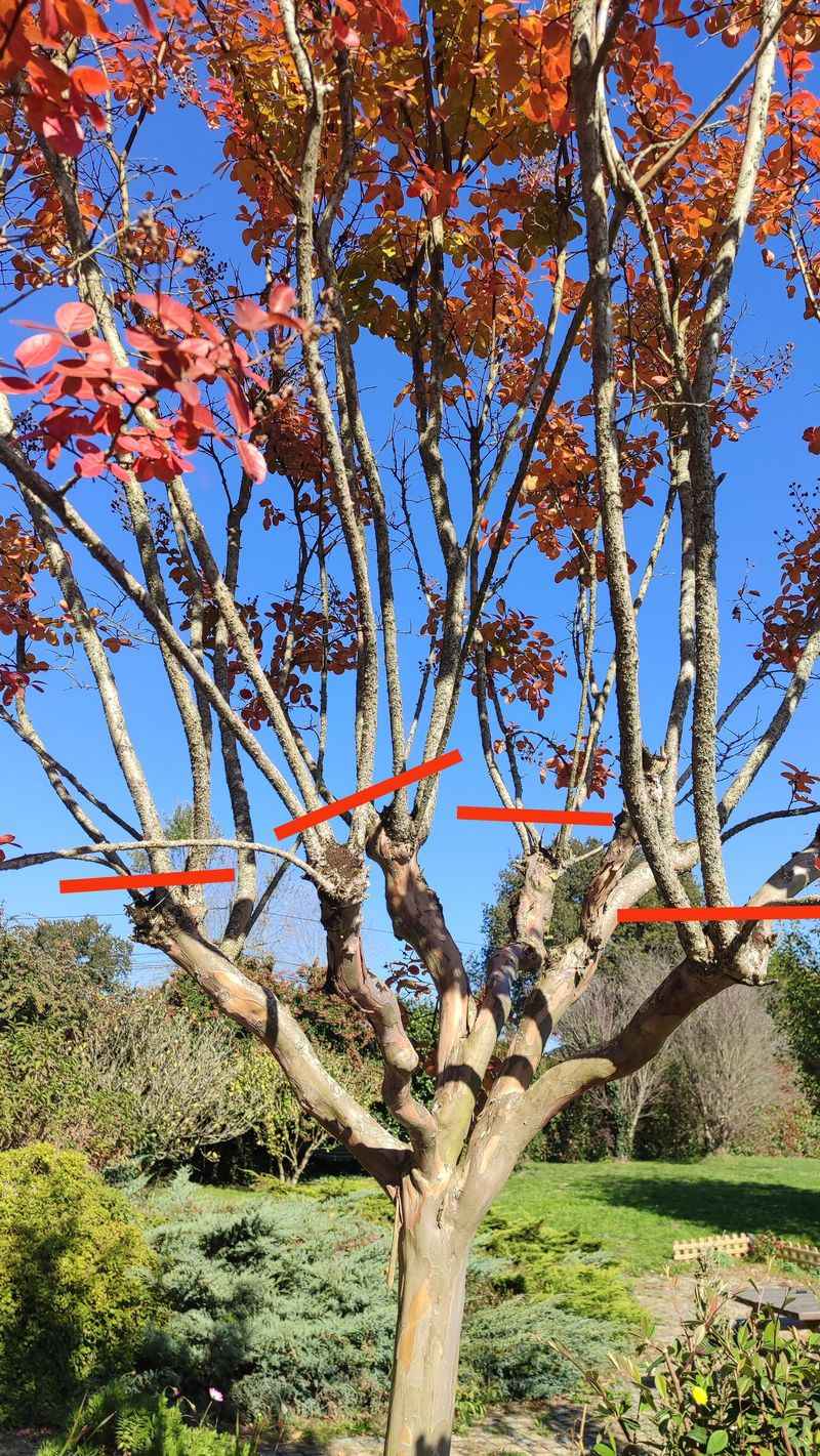When And How Often To Prune
