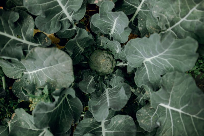 When And How To Harvest Fall Broccoli In West Virginia