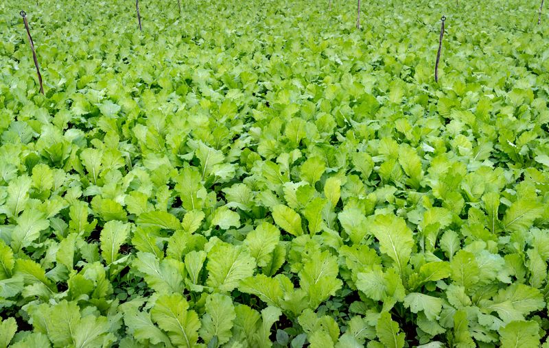 When And How To Plant Cover Crops In Empty Beds