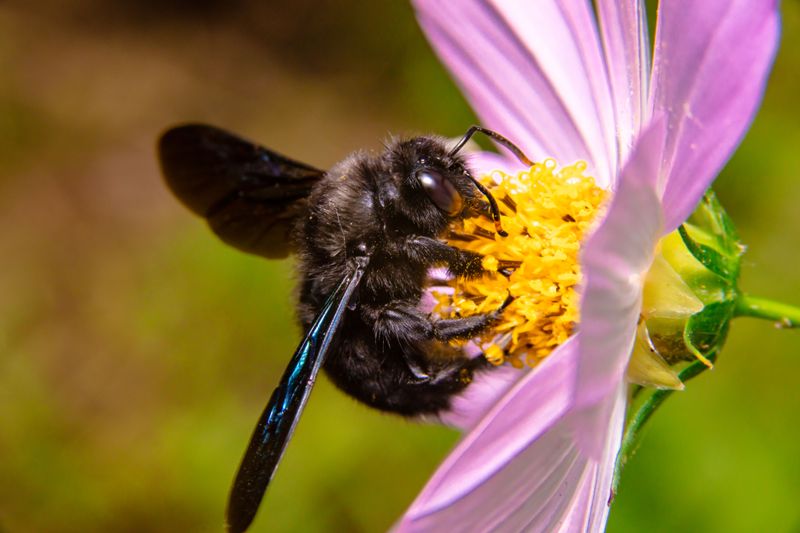 When And How To Take Action Against Carpenter Bees In New Jersey