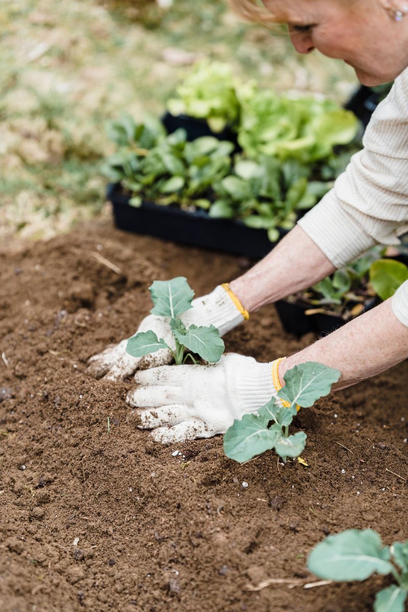 When And How To Transplant Broccoli Seedlings Outdoors