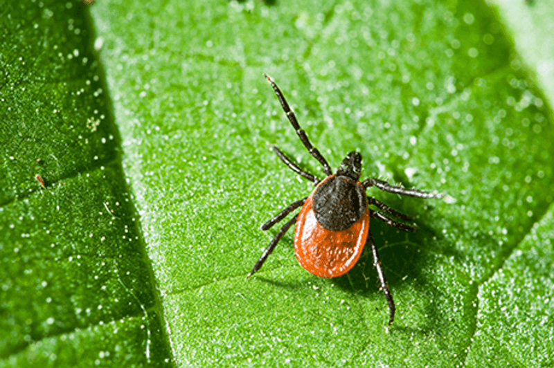 When Blacklegged Ticks Are Most Active When Blacklegged Ticks Are Most Active