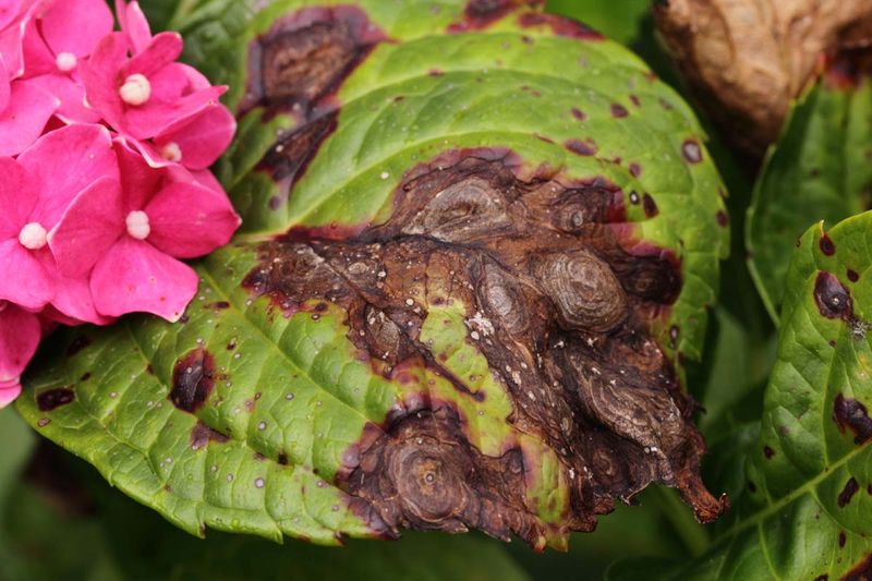 When Brown Edges May Be A Disease Problem