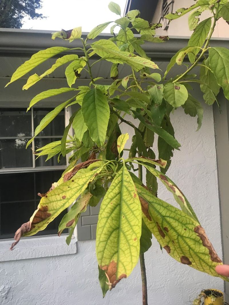 When Brown Leaves Mean More Than Simple Tip Burn