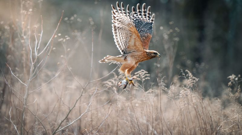 When Low-Flying Hawks Signal A Bigger Backyard Ecosystem