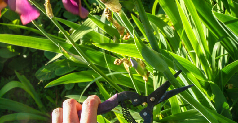 cutting iris