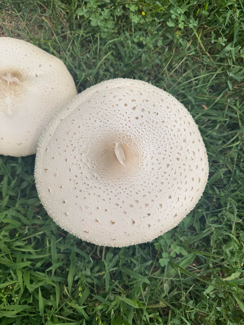 When Mushrooms Signal A Bigger Problem When Mushrooms Signal A Bigger Problem