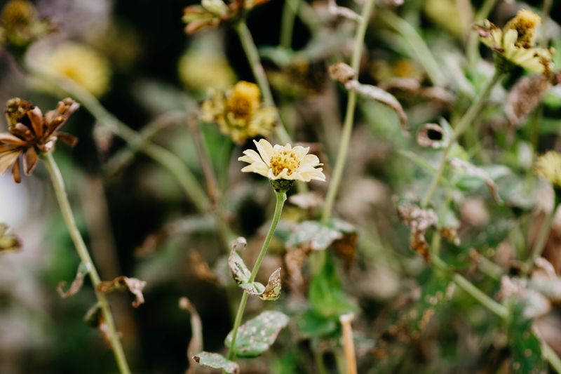 When Regular Watering Is Not Enough To Keep Garden Plants Healthy