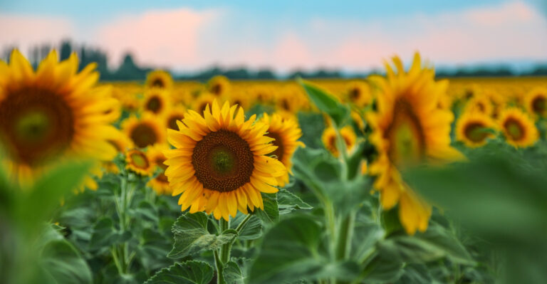 When Should You Plant Sunflowers In Iowa For Peak Summer Blooms