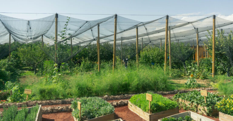 When Temperatures Stay Above 95 For Days In A Row Try These Simple Ways To Protect Your Minnesota Garden