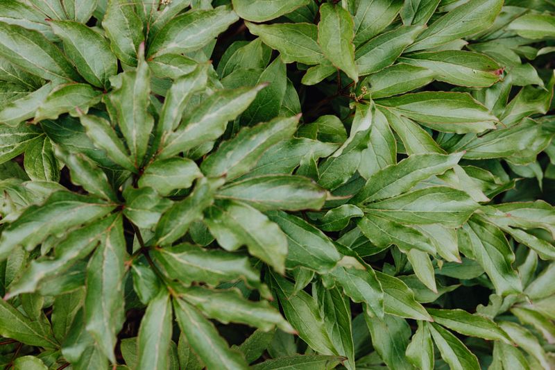 When Tired Foliage Is Still Working Foliage When Tired Foliage Is Still Working Foliage