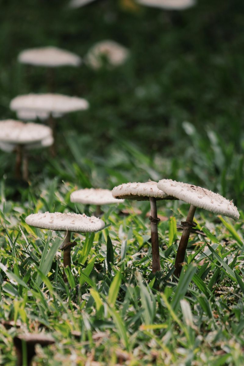 When To Actually Remove Mushrooms From Your Lawn