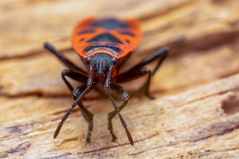 When To Call A Pest Control Professional In Indiana