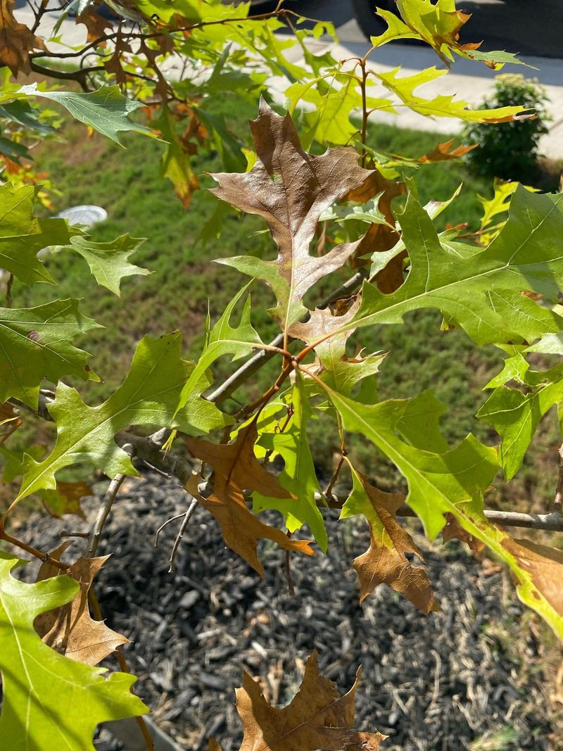 When To Call A Plant Professional And When You Can Handle It Yourself