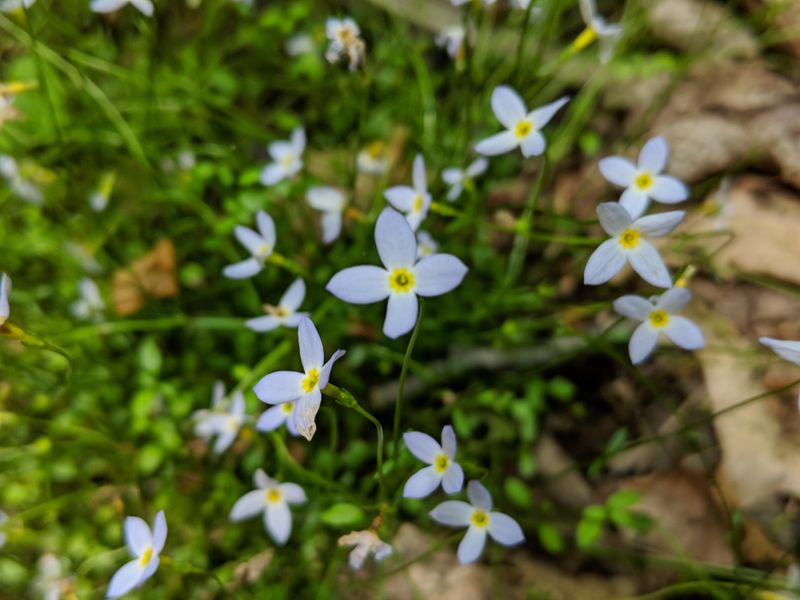 When To Let Bluets Spread And When To Pull Them Back