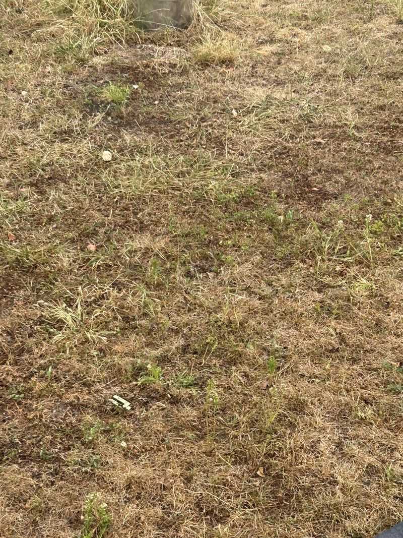 When To Mow During A Drought And When To Skip It