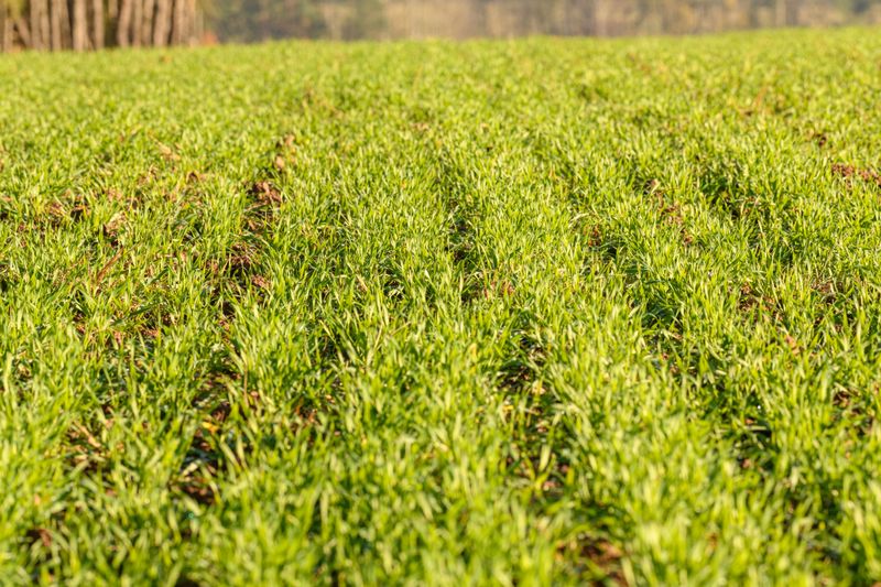 When To Plant Cover Crops In Maryland For The Best Results