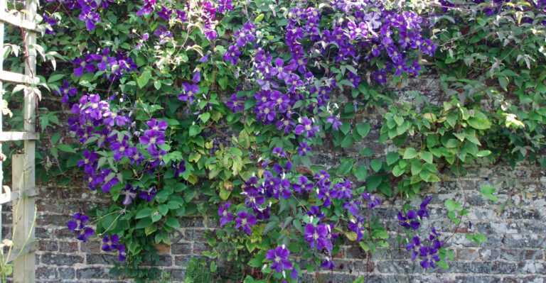 When To Prune Clematis In Tennessee, And How To Do It Right For A Fuller Bloom