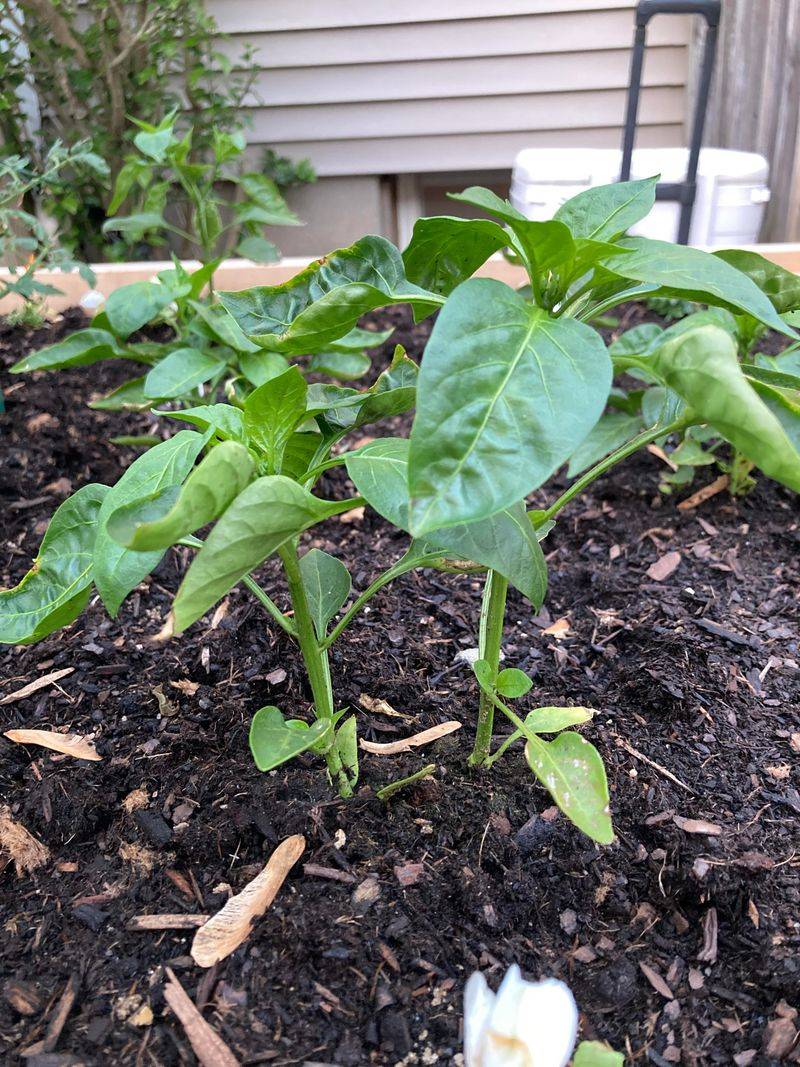 When To Replant And When To Wait It Out