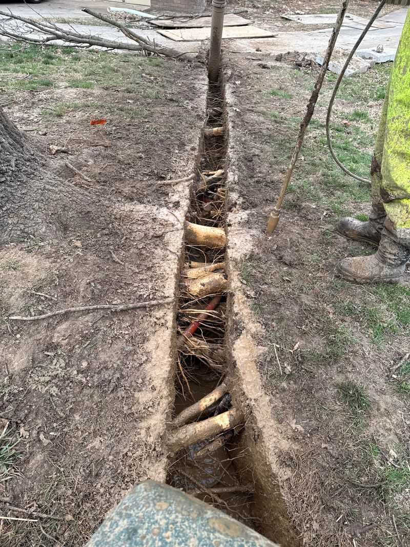 When Tree Root Damage Becomes A Legal Problem