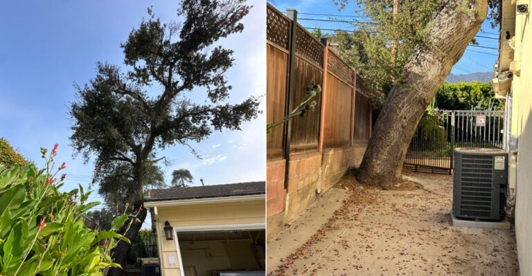 When You Actually Need A Permit To Remove A Tree In California
