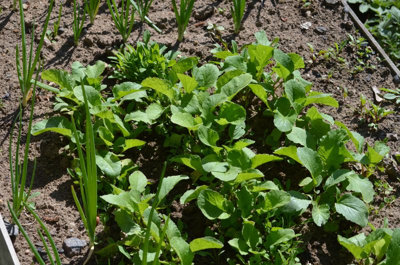 When to Plant Cover Crops in Minnesota for Maximum Soil Benefit Before the First Frost