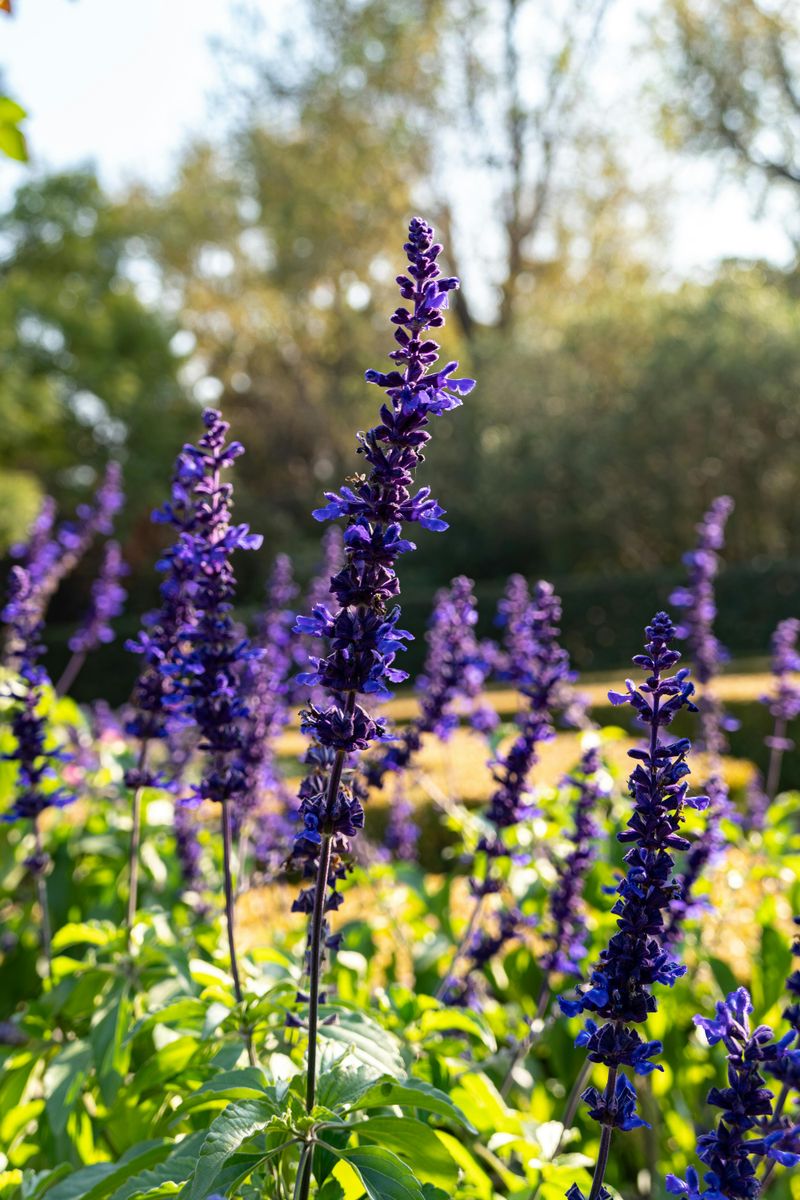 Where And How To Plant For Maximum Bloom